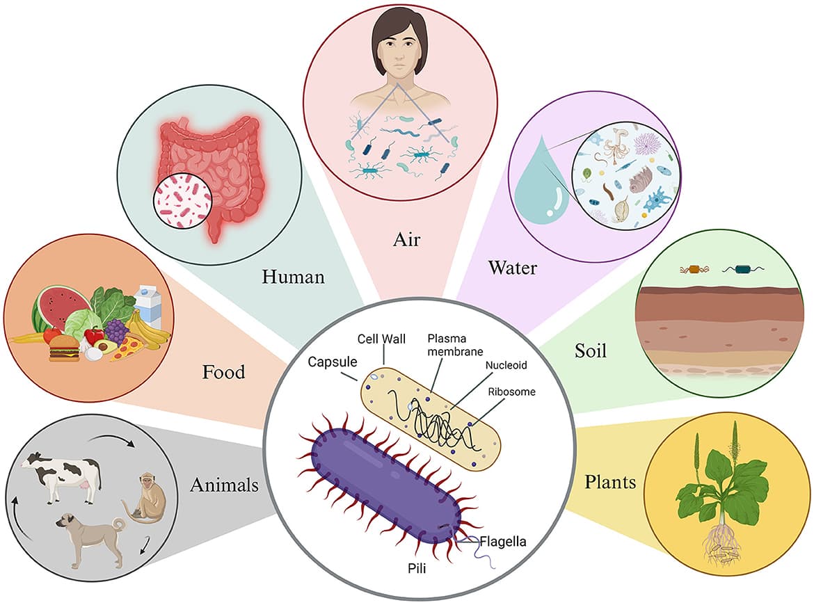 Pthogens in our environment